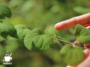 ヒロハカツラの花