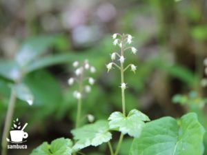 ズダヤクシュの花