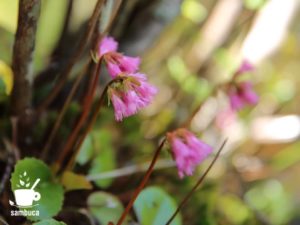 イワカガミの花