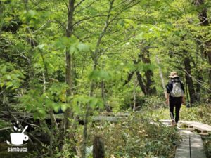 新緑の中の木道を歩きます