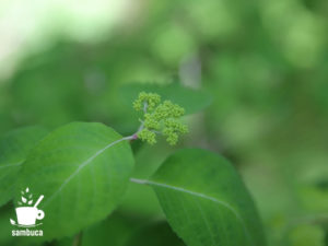 ヤマアジサイの蕾