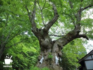 熊野皇大神社の御神木のシナノキ