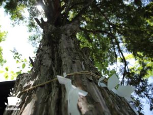 群馬県側の御神木・イチイの木