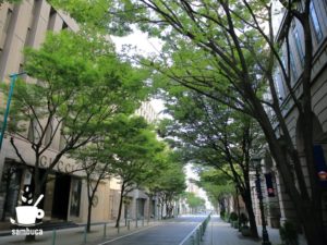 ケヤキ並木の緑のトンネル（神戸・旧居留地）