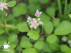 ナワシロイチゴの花