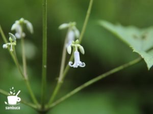 クサボタンの花