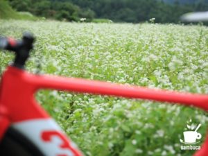 3Tのロードバイクの向こうに蕎麦畑