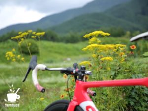 道路脇で目立つオミナエシの花