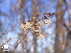 ノリウツギの冬の装飾花