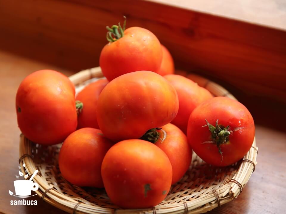 加工用トマト