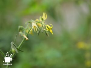 ミニトマトの花