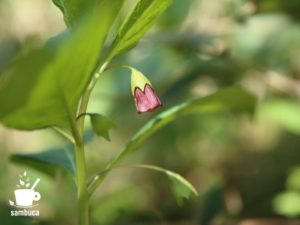 ハシリドコロの花