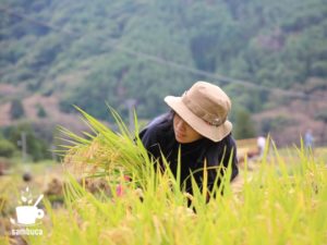 四賀地区で稲刈り体験