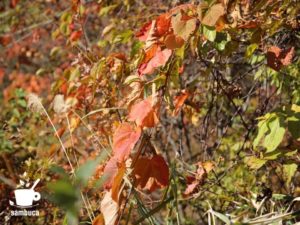 ヤマブドウの紅葉