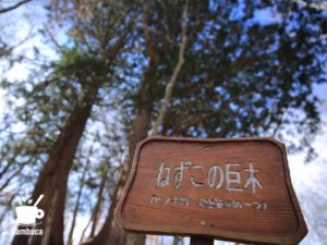 ねずこの巨木