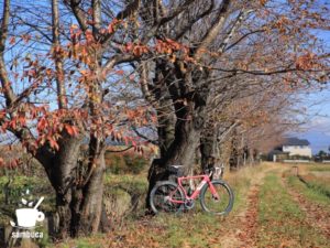 桜並木の桜紅葉