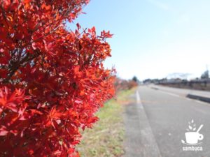 ドウダンツツジの紅葉