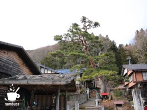 津島神宮御神木のアカマツ