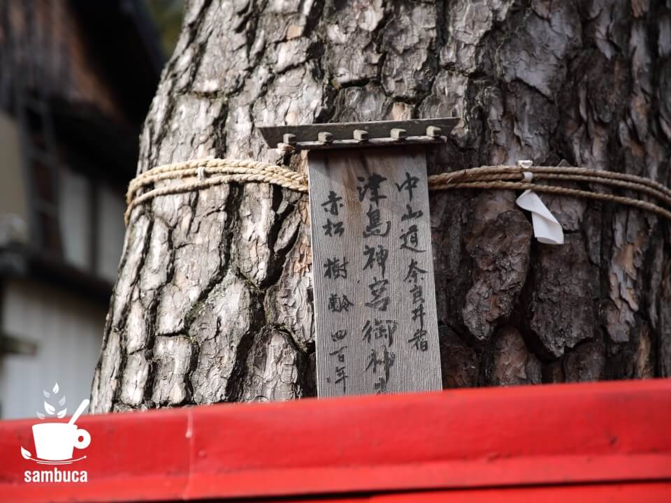 津島神宮御神木のアカマツ