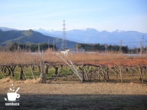 塩尻の畑の風景