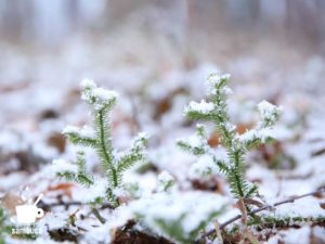 雪を被ったヒカゲノカズラ