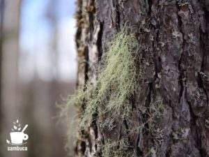 カラマツの樹皮に付いたサルオガセ