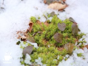 雪の中のスギゴケ