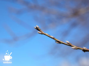 ハナモモの冬芽