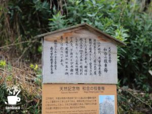 「和合の枝垂梅」の説明