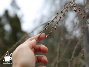 「和合の枝垂梅」の冬芽