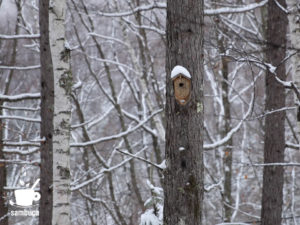 雪を被った鳥の巣箱