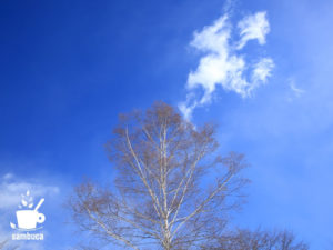 シラカバと白い雲