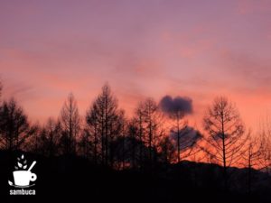 カラマツ林の夕景