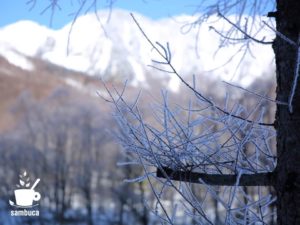 霧氷で白くなったカラマツの枝