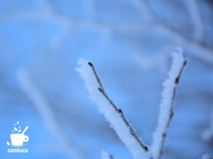 霧氷のケヤマハンノキ