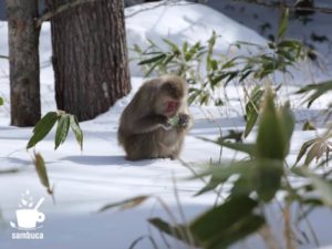 笹の葉を食べるサル