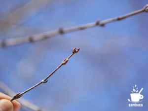 カツラの木の冬芽