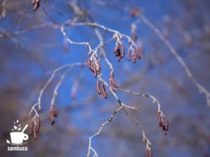 ケヤマハンノキの花序