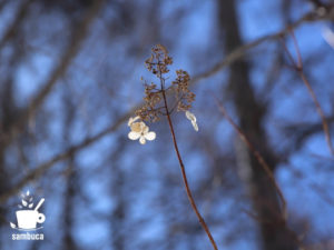 ノリウツギの装飾花