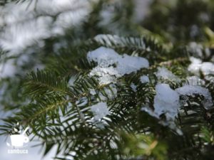 ウラジロモミの葉の上に雪