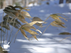 雪の上のシナノザサ