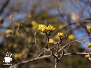 小石川植物園のサンシュユ