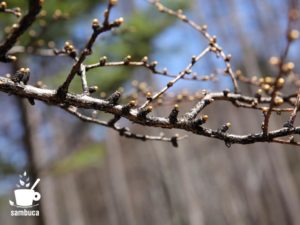 カラマツの芽吹き、さらに直前