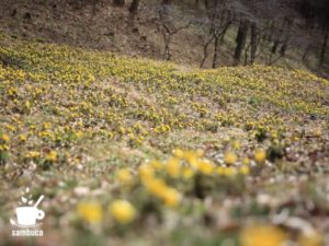 信州の木祖村・吉田地区（福寿草の群生地）