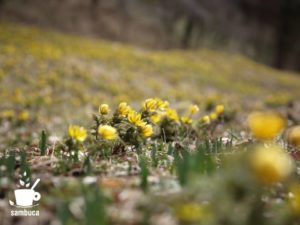 フクジュソウの花