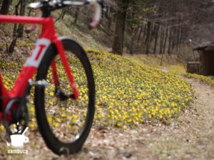 自転車を降りてフクジュソウを観賞