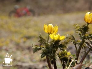 福寿草の花言葉について