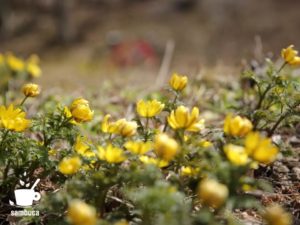 フクジュソウの花