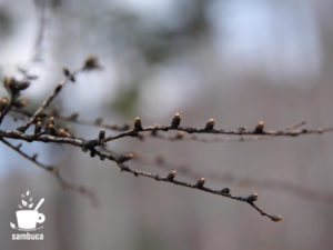 カラマツの芽吹き直前