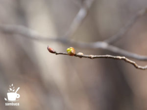 ダンコウバイの冬芽（開花直前）